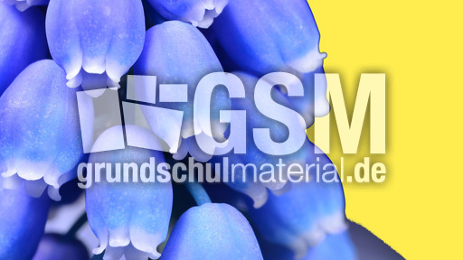 Trauben-Hyazinthe (6).jpg